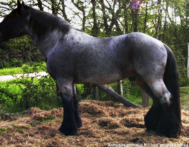 Trait Poitevin Mulassier