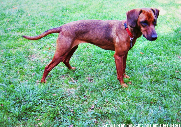 Brachet Tyrolien