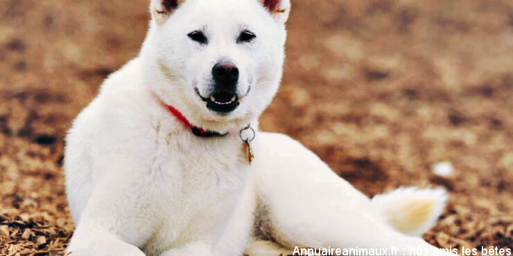 Kishu