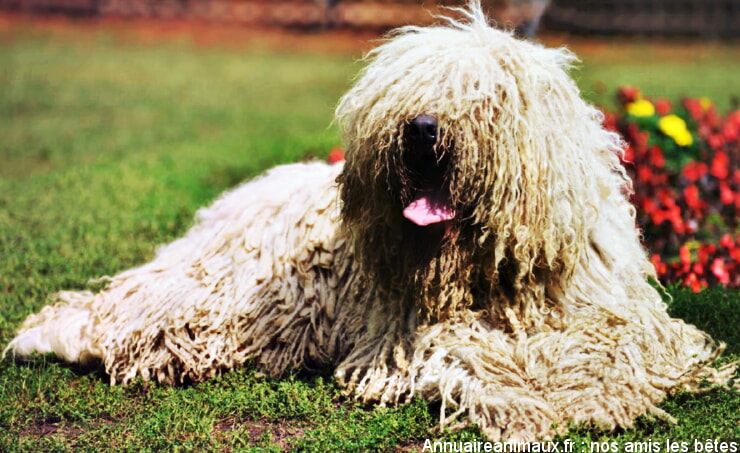 Komondor