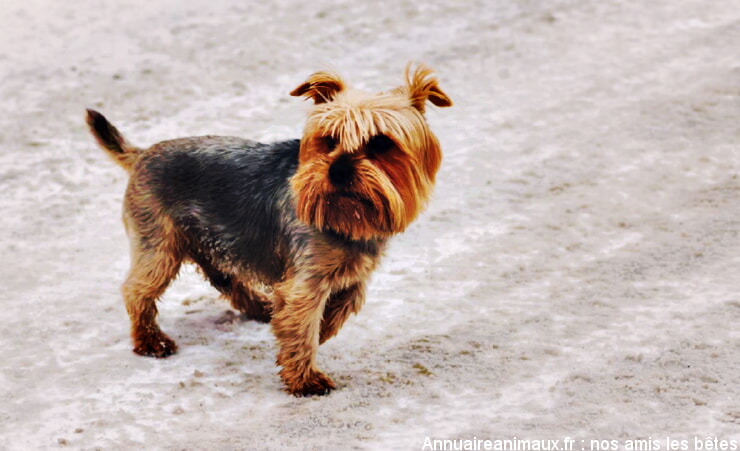 Norfolk Terrier