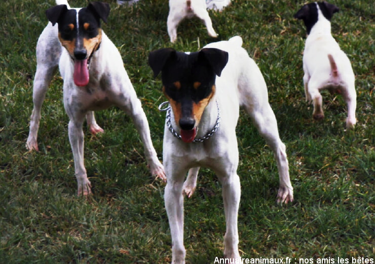Ratonero Bodeguero Andaluz