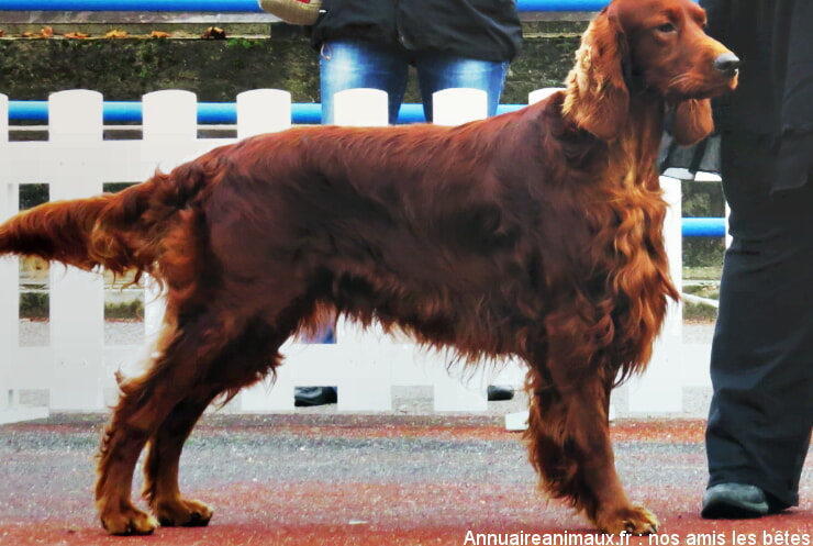 Setter Irlandais Rouge