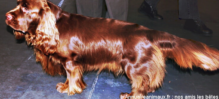 Sussex-Spaniel
